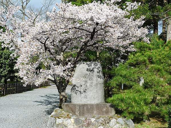 清凉寺　桜