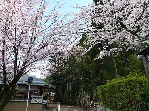 嵯峨野　桜