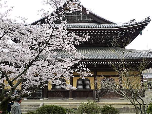 南禅寺　桜